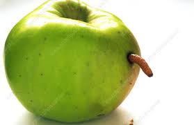 mapple.jpg