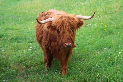 cow-scot-mountain-wild-ginger-herbivore-animal.jpg