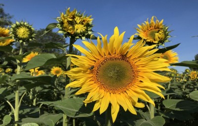 Sunflowers.jpg