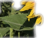 b7.png