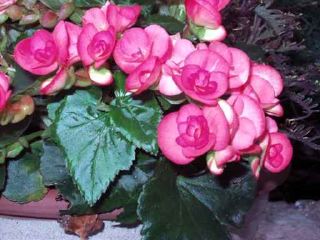 Begonias.jpg