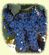cabernet franc.jpg